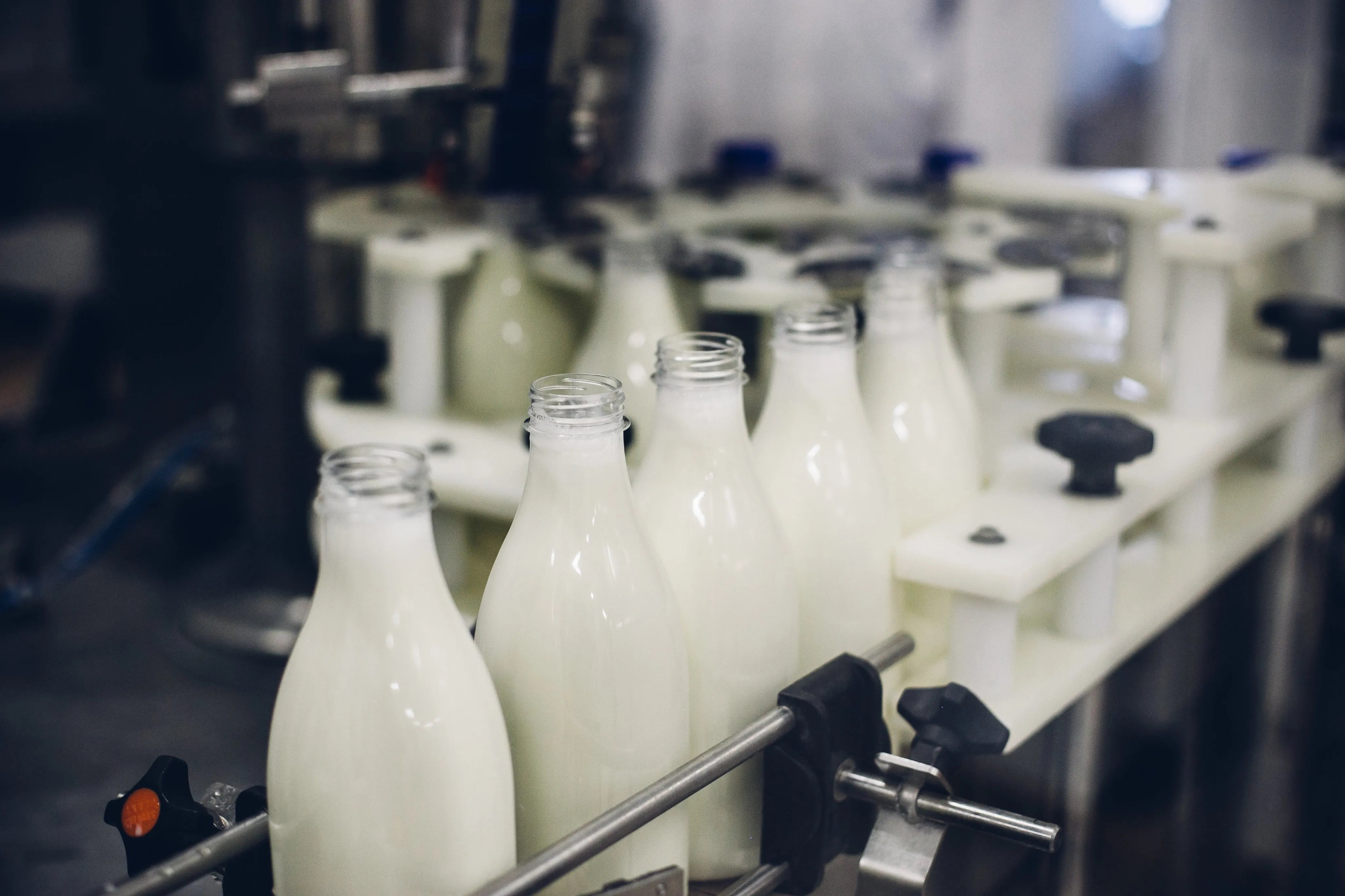 Leere Milchflaschen auf einem Förderband in einer Fabrik.